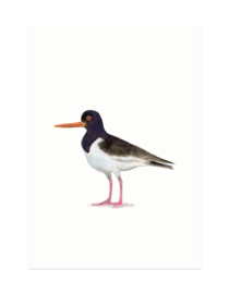 mini card | Oyster catcher (A7)