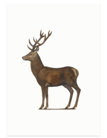 postcard | Red deer male