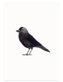 postcard | Jackdaw