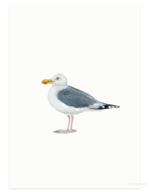 postcard | Herring gull