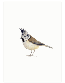 postcard | Crested tit