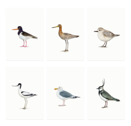 mini kaartjes | Wad- en weidevogels (set)