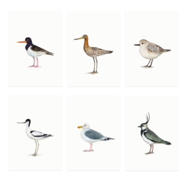 mini cards | Birds waddensea & field (set)