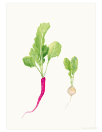 print | Radish