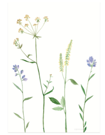 postkaart | Bergbloemen lila
