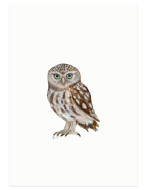 postcard | Little owl