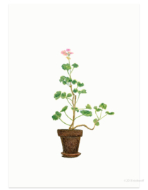 postcard | Home geranium