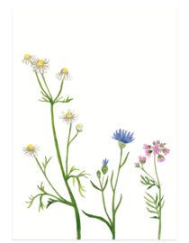 postcard | Wild flowers