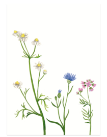postkaart | Wilde bloemen