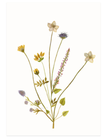 postkaart | Eilandbloemen lila