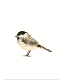 postcard | Marsh tit watercolor