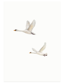 postcard | Flying swans