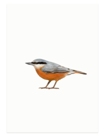 postcard | Nuthatch