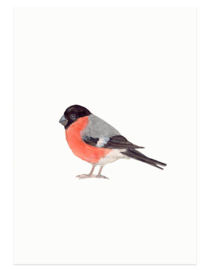 postcard | Eurasian bullfinch