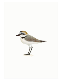 postcard | Kentish plover