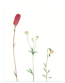 postkaart | Bergbloemen roze