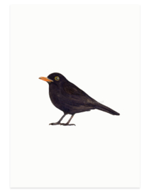 postcard | Black bird