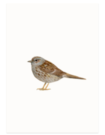 postcard | Hedge sparrow