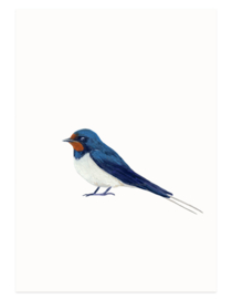 postcard | Barn swallow