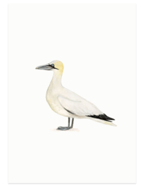 postcard | Gannet