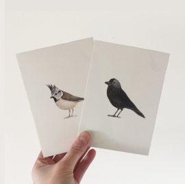 postcard | Jackdaw