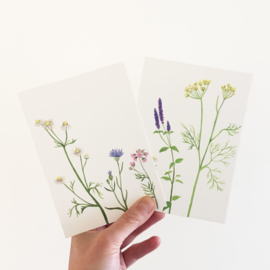 postcard | Flower tea