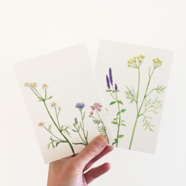 postkaart | Wilde bloemen