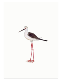 postcard | Black-winged stilt