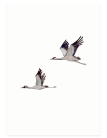 postcard | Flying cranes