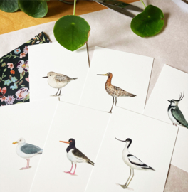 postcard | Black-tailed godwit