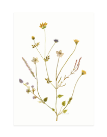 mini card | Island flowers (A7)