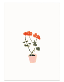 postkaart | Geranium