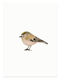 postcard | Goldcrest