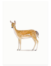 postcard | Roe deer female