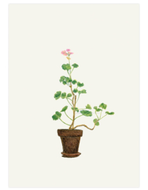 print | House geranium