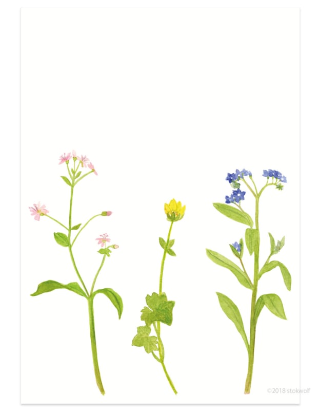 postcard | Spring flowers