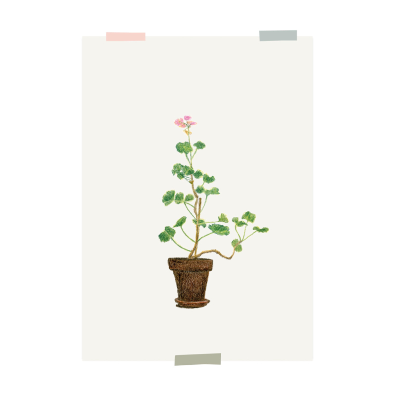 print | House geranium