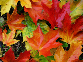 Herfst pack 1 en 2  (10 jingles)