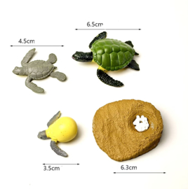 Levenscyclus van de Schildpad