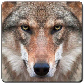 3D onderzetter Wolf  ( 2 verschillende )