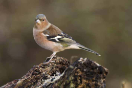 Placemat Vink