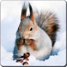 3D onderzetter  Eekhoorn winter