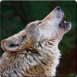 3D onderzetter wolf huilend