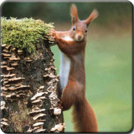 3d onderzetter Eekhoorn aan de boomstam
