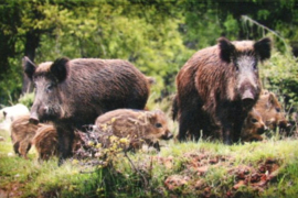 Gastendoeken Natuur afbeelding