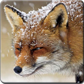 3D onderzetter  Vos winter
