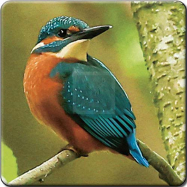 3D onderzetter IJsvogel rechts kijkend