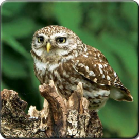 3D onderzetter Steenuil