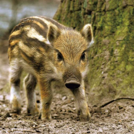 3D onderzetter Frisling ( Wild zwijn )