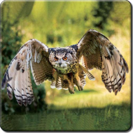 3d onderzetter Oehoe vliegend